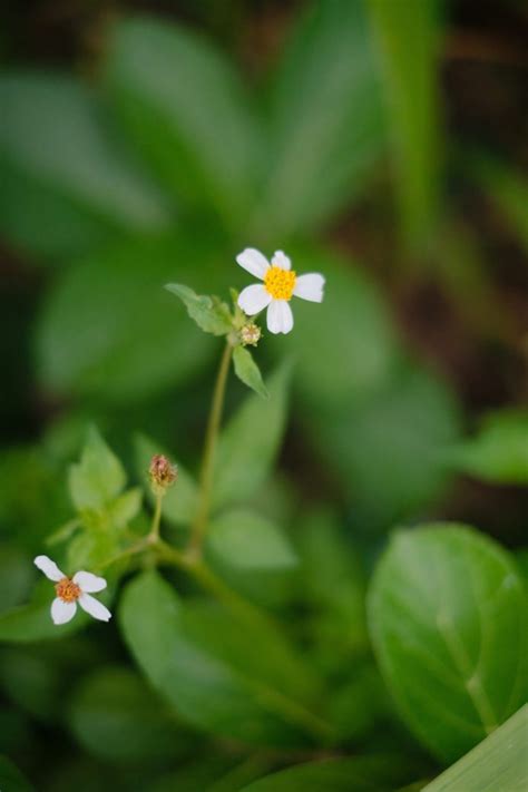 What to Know About Blackjack (Bidens Pilosa) .